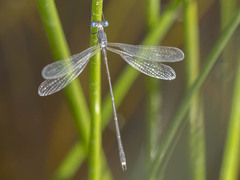 Lestes pinheyi