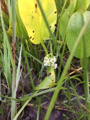 Sagittaria platyphylla