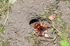 Tarbinskiellus portentosus