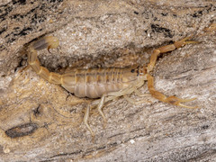 Uroplectes planimanus