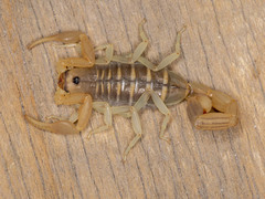 Uroplectes planimanus