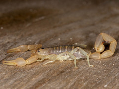 Uroplectes planimanus