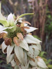 Monarda punctata intermedia