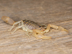 Uroplectes planimanus