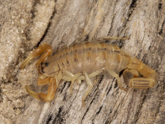 Uroplectes planimanus