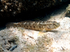 Gobius ophiocephalus