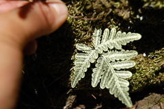 Pentagramma triangularis triangularis