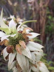 Monarda punctata intermedia