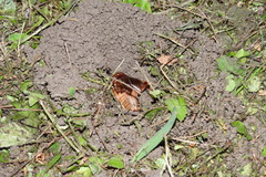 Tarbinskiellus portentosus