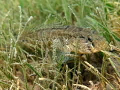 Gobius ophiocephalus