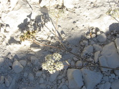 Pimpinella titanophila