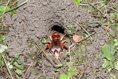 Tarbinskiellus portentosus