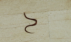 Micrurus mosquitensis