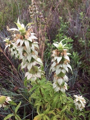 Monarda punctata intermedia
