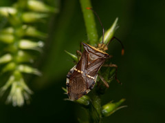 Cletomorpha simulans
