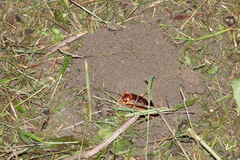 Tarbinskiellus portentosus