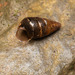 大釘蝸牛 - Photo 由 Liu JimFood 所上傳的 (c) Liu JimFood，保留部份權利CC BY-NC