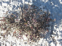 Asperula tephrocarpa