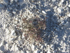 Asperula tephrocarpa