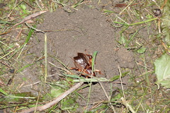 Tarbinskiellus portentosus