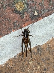 Allonemobius socius