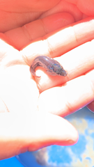 Lepadogaster lepadogaster