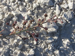 Scrophularia cretacea