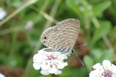 Leptotes marina
