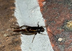 Allonemobius socius