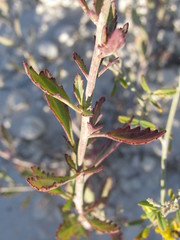 Scrophularia cretacea