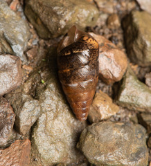 Pseudobuliminus certa