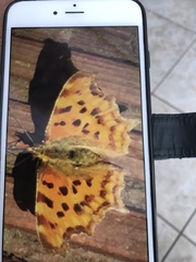 Polygonia c-album