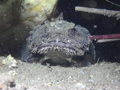 Batrachomoeus dubius