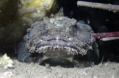 Batrachomoeus dubius