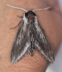 Sphinx perelegans