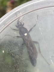 Coelichneumon sinister