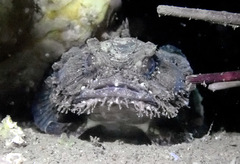Batrachomoeus dubius