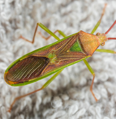 Homoeocerus rubromaculatus