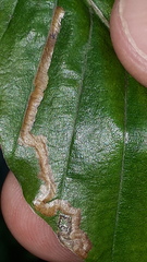 Stigmella hemargyrella
