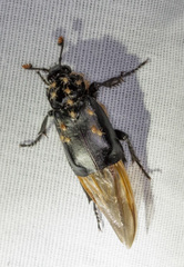 Nicrophorus nigrita