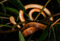 Pareas formosensis