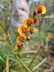 Bossiaea (Bossiaea)