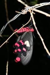 Byasa polyeuctes
