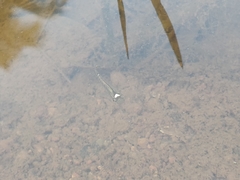 Aplocheilus lineatus