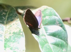 Arhopala muta