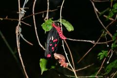 Byasa polyeuctes