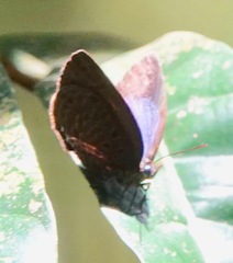 Arhopala muta