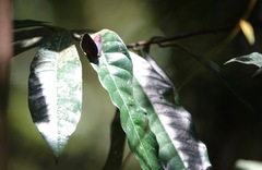 Arhopala muta