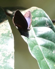 Arhopala muta