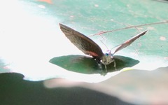 Arhopala muta